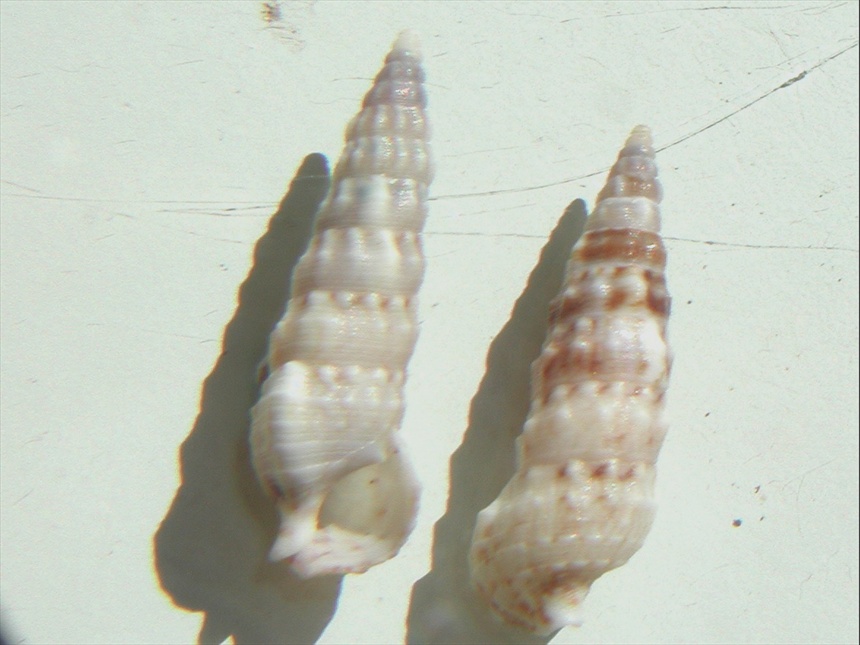 Famiglia Cerithiidae ,Genere Cerithium